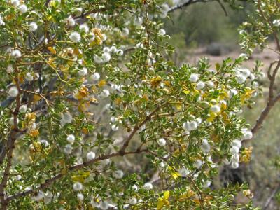 Creosote bushes in bloom